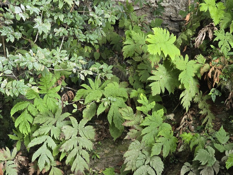 Tectaria melanorachis