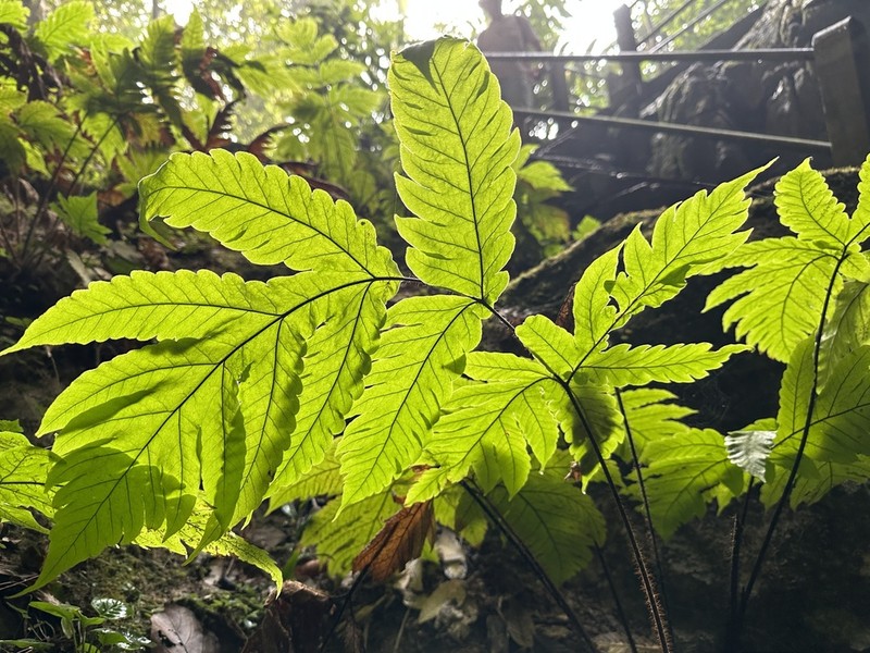 Tectaria melanorachis photo 2