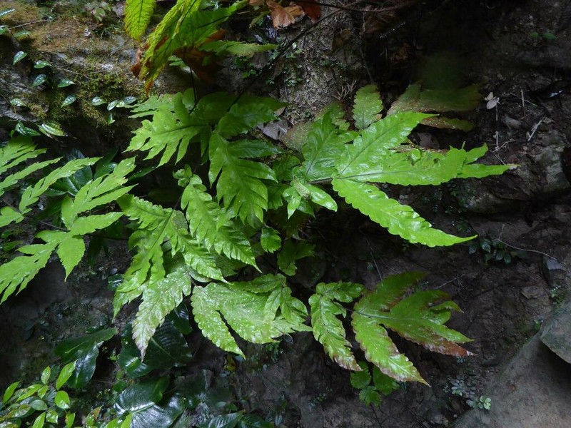 Tectaria melanorachis photo 3