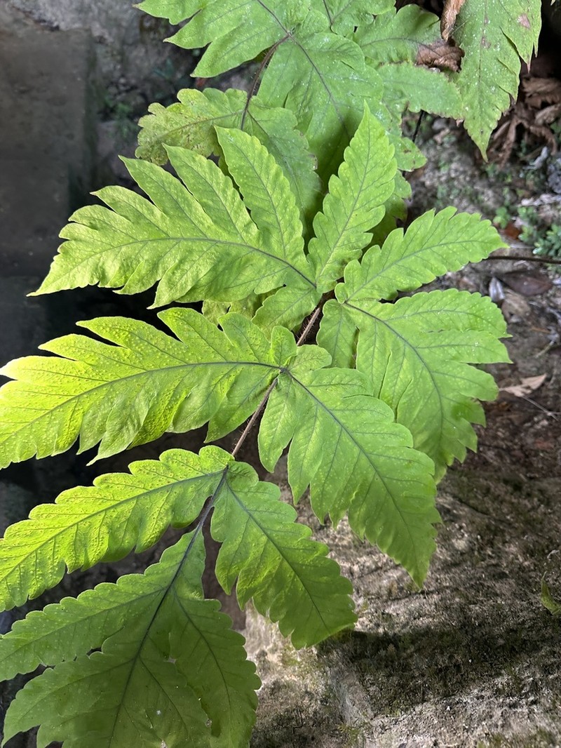Tectaria melanorachis photo 4