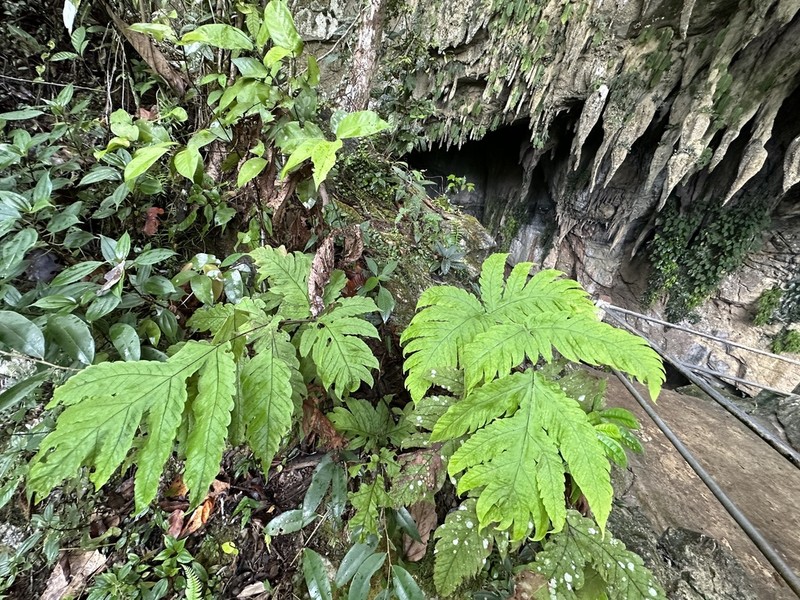 Tectaria melanorachis photo 5