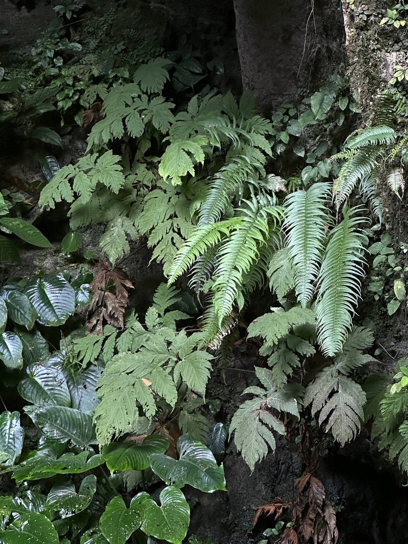 Tectaria melanorachis photo 6
