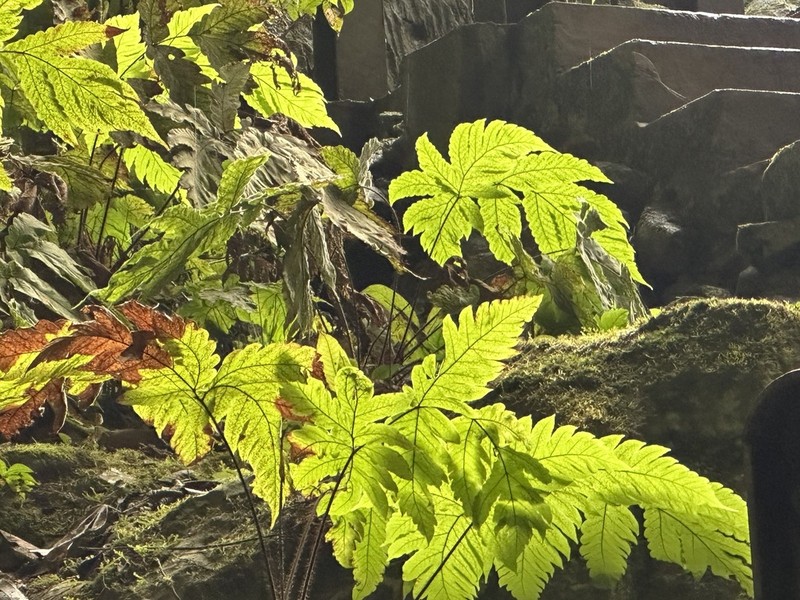 Tectaria melanorachis photo 7