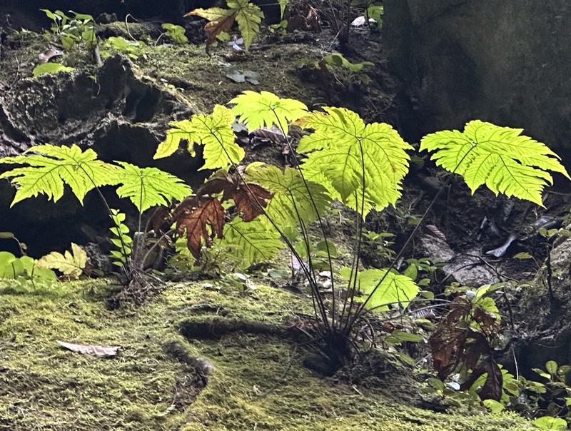 Tectaria melanorachis photo 8