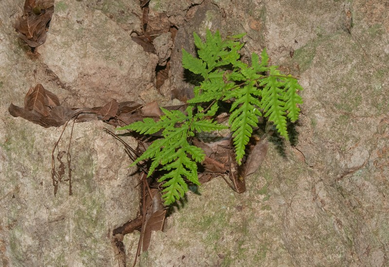 Tectaria membranacea