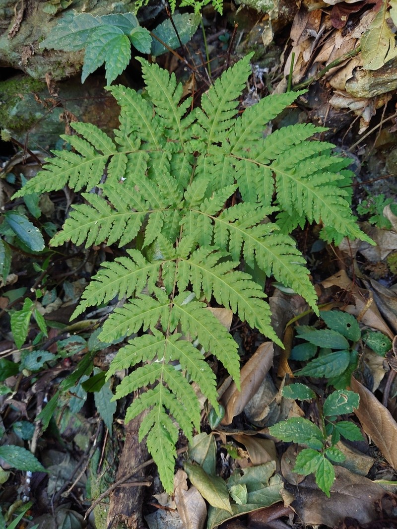 Tectaria membranacea photo 2