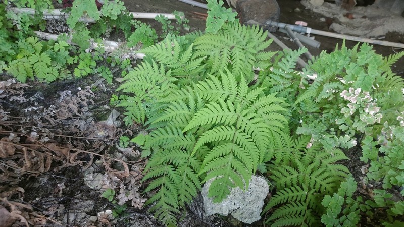 Tectaria membranacea photo 3