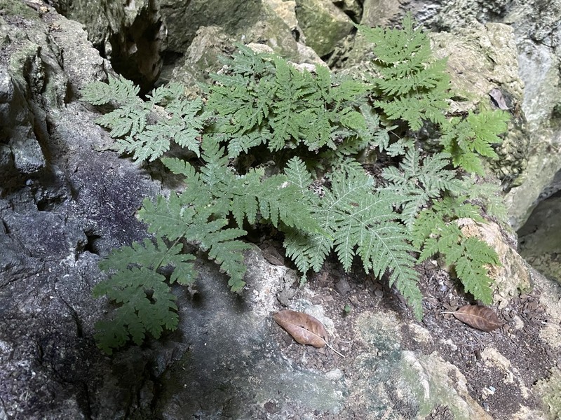 Tectaria membranacea photo 4