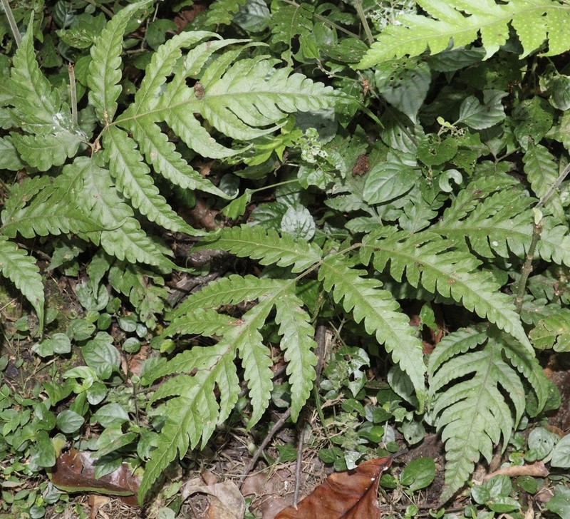 Tectaria membranacea photo 5
