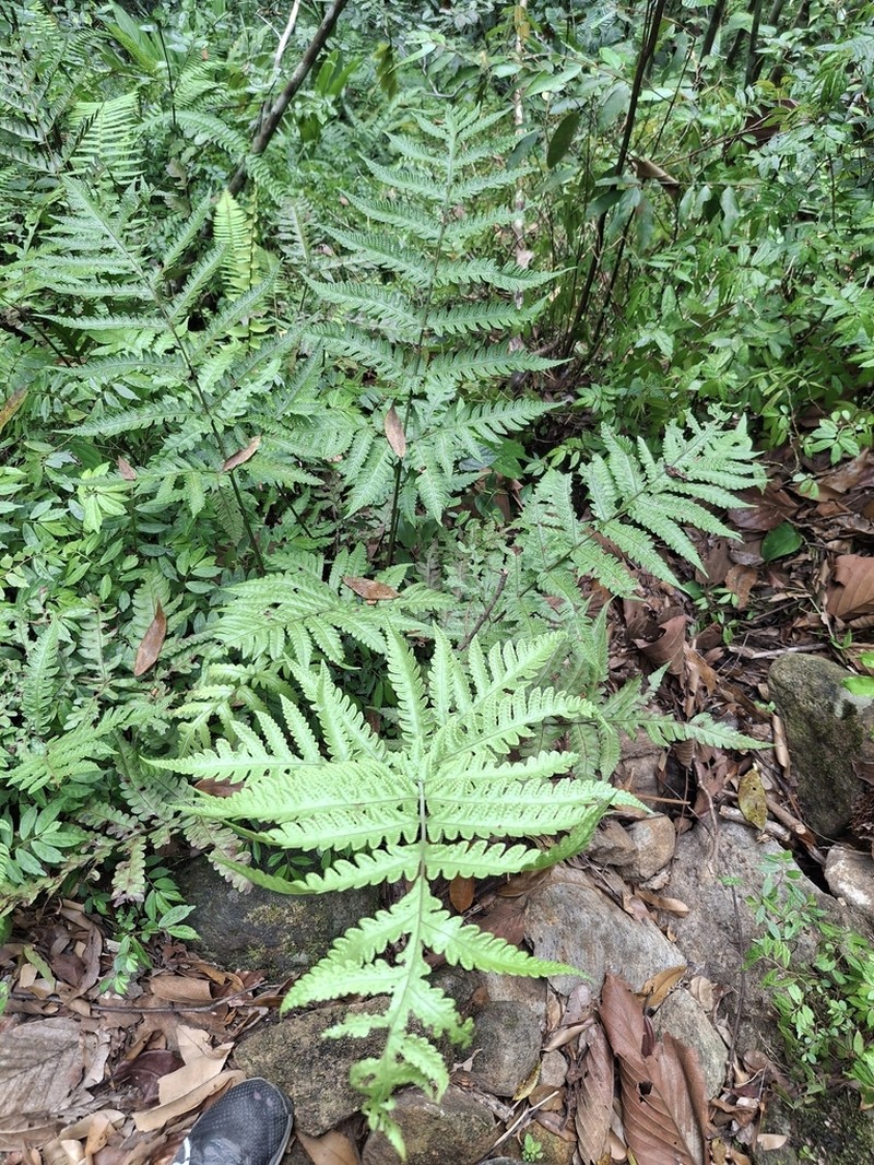 Tectaria membranacea photo 6