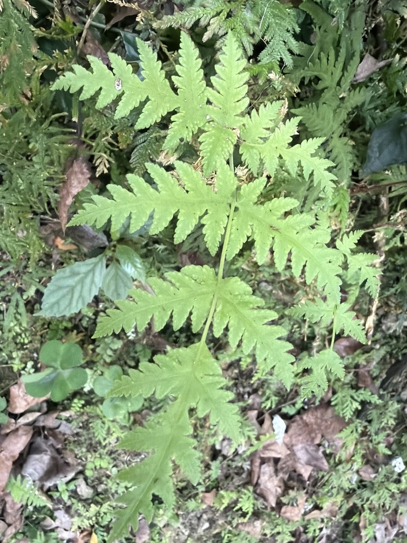 Tectaria membranacea photo 7