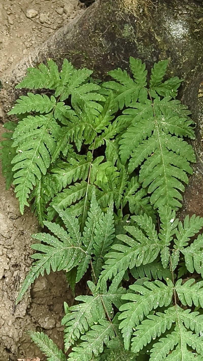 Tectaria membranacea photo 8