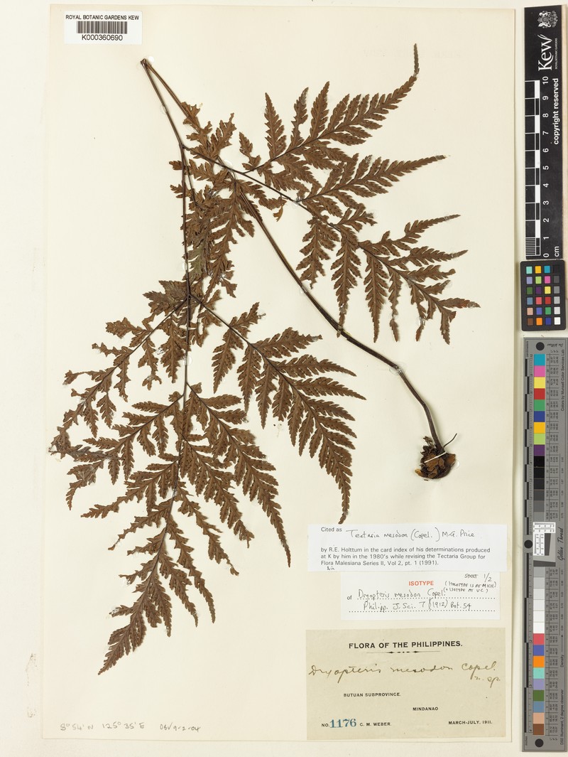 Tectaria mesodon