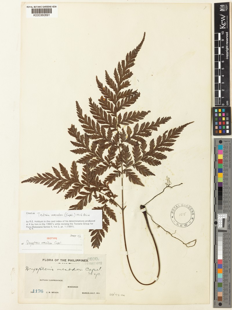 Tectaria mesodon photo 2