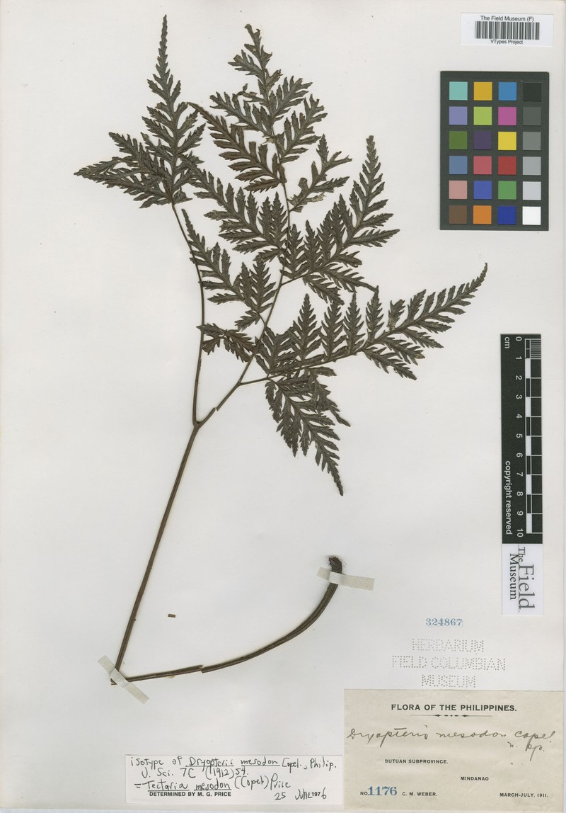 Tectaria mesodon photo 3