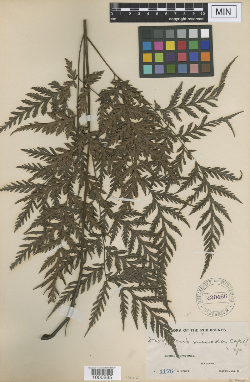 Tectaria mesodon photo 4