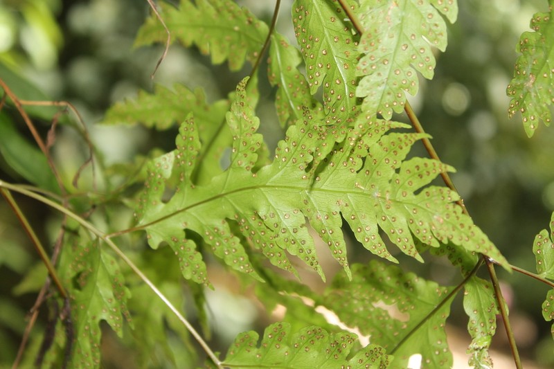 Tectaria mexicana