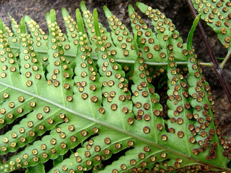 Tectaria mexicana photo 2