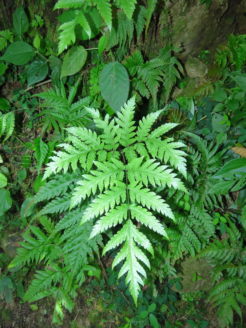 Tectaria mexicana photo 3