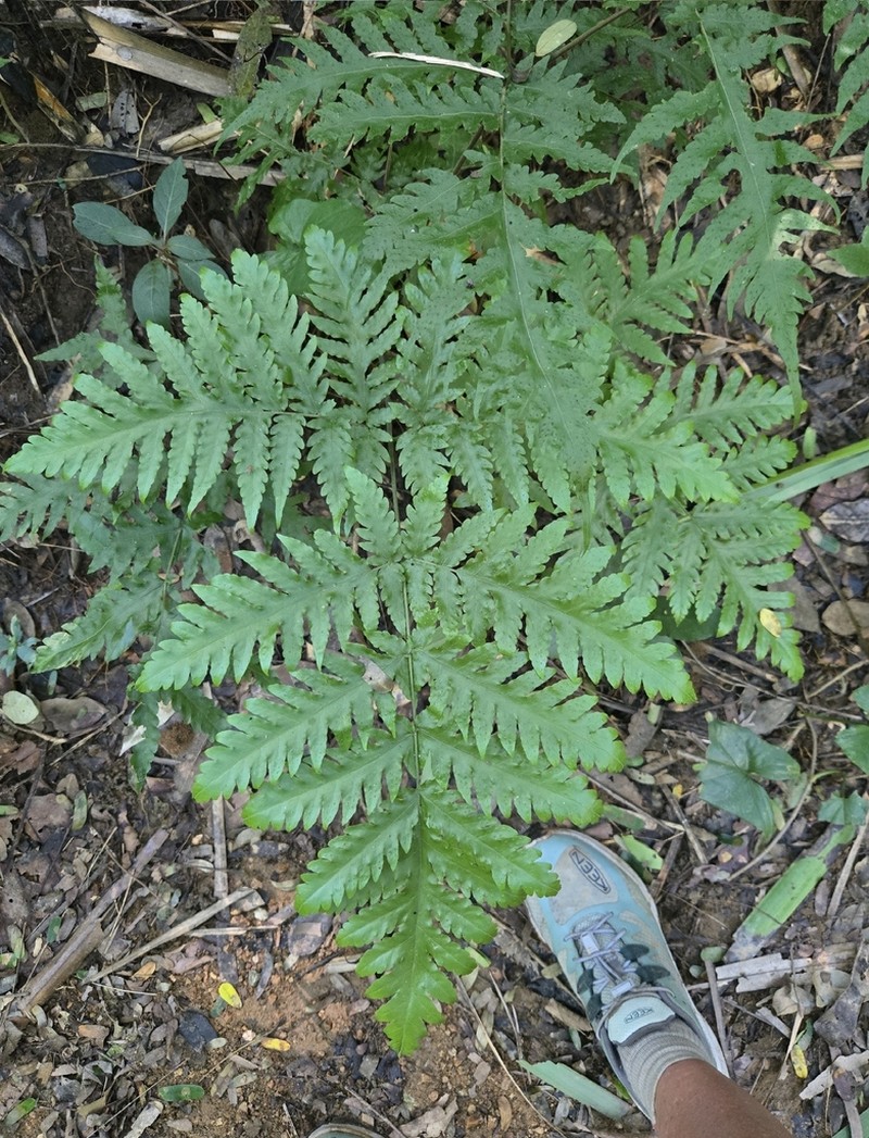 Tectaria mexicana photo 5