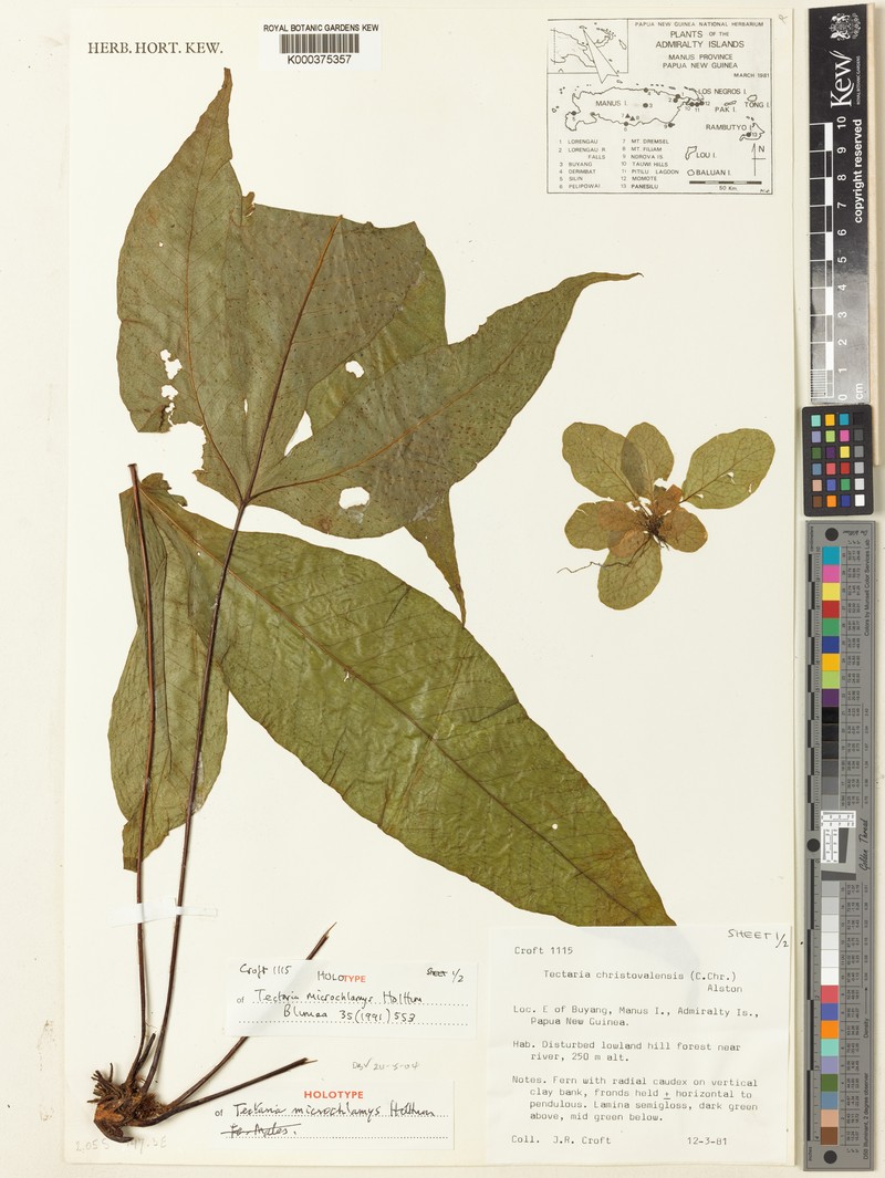 Tectaria microchlamys