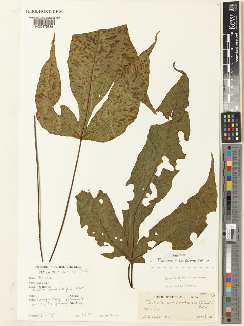 Tectaria microchlamys photo 2