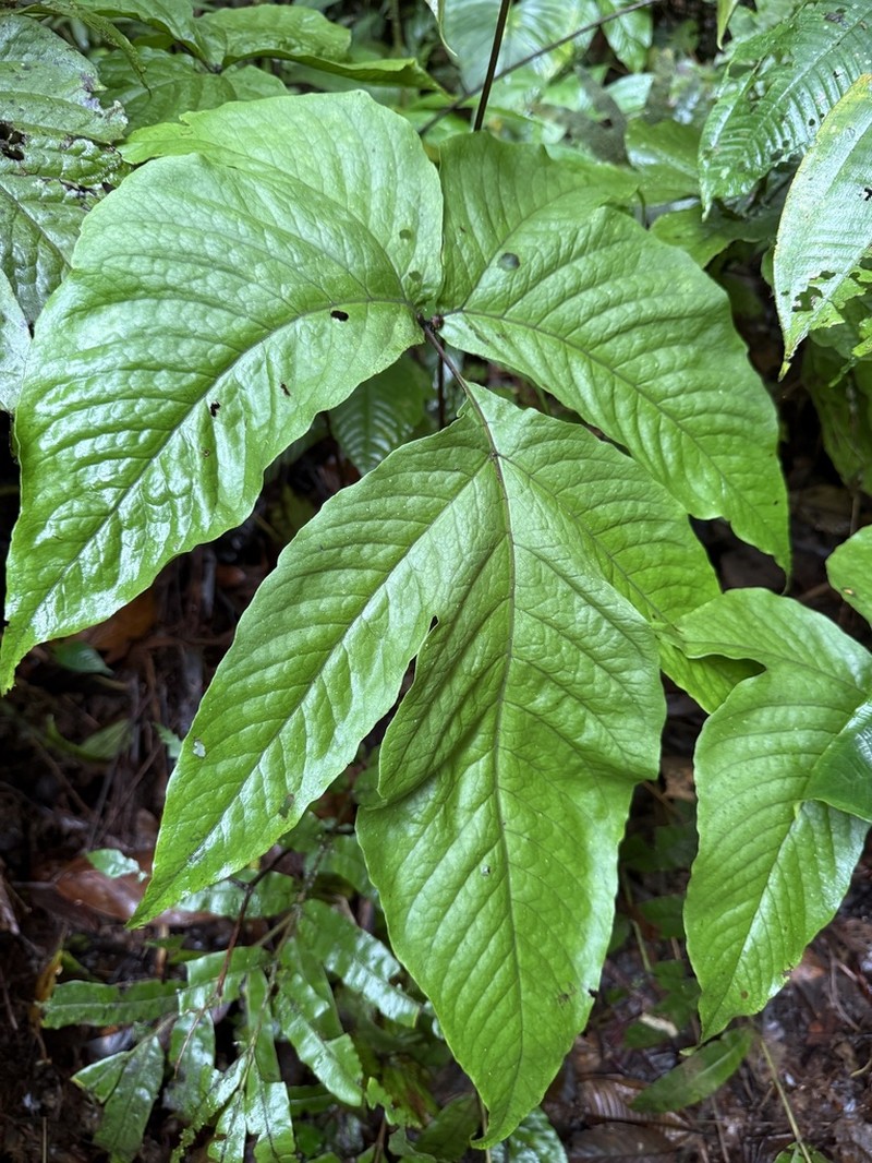 Tectaria microsora