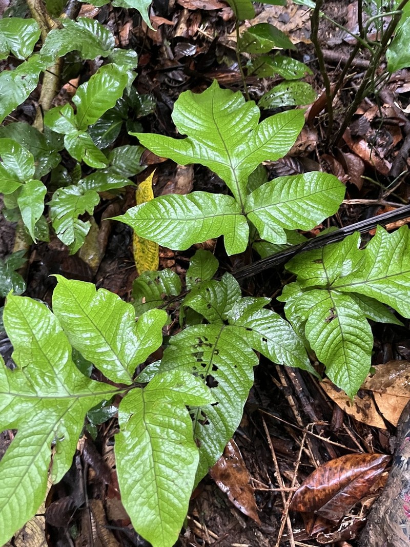 Tectaria microsora photo 2