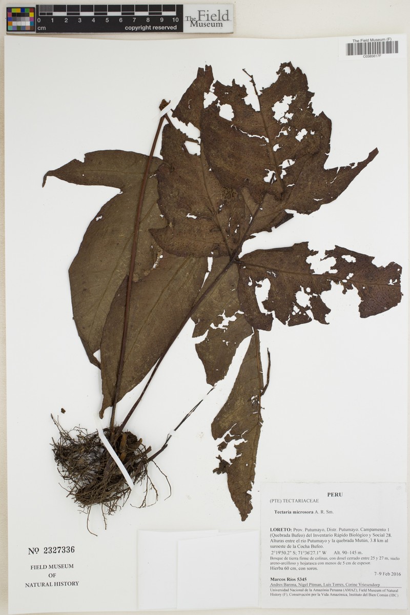 Tectaria microsora photo 3