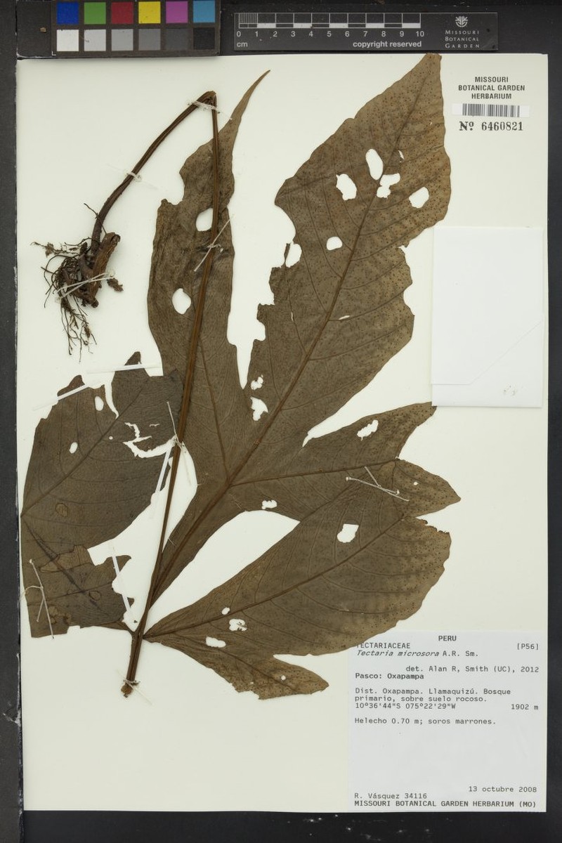 Tectaria microsora photo 4