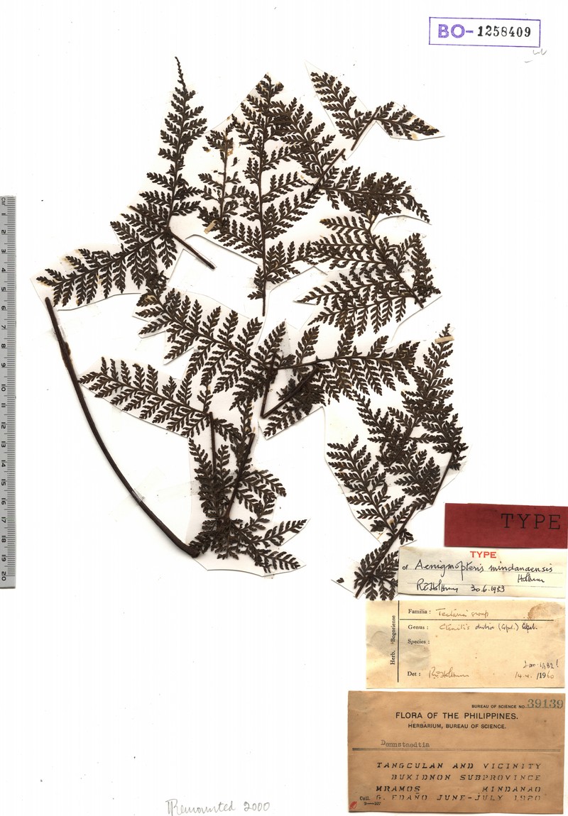 Tectaria mindanaensis