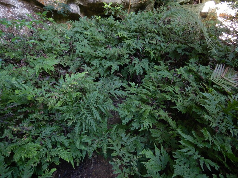 Tectaria moorei