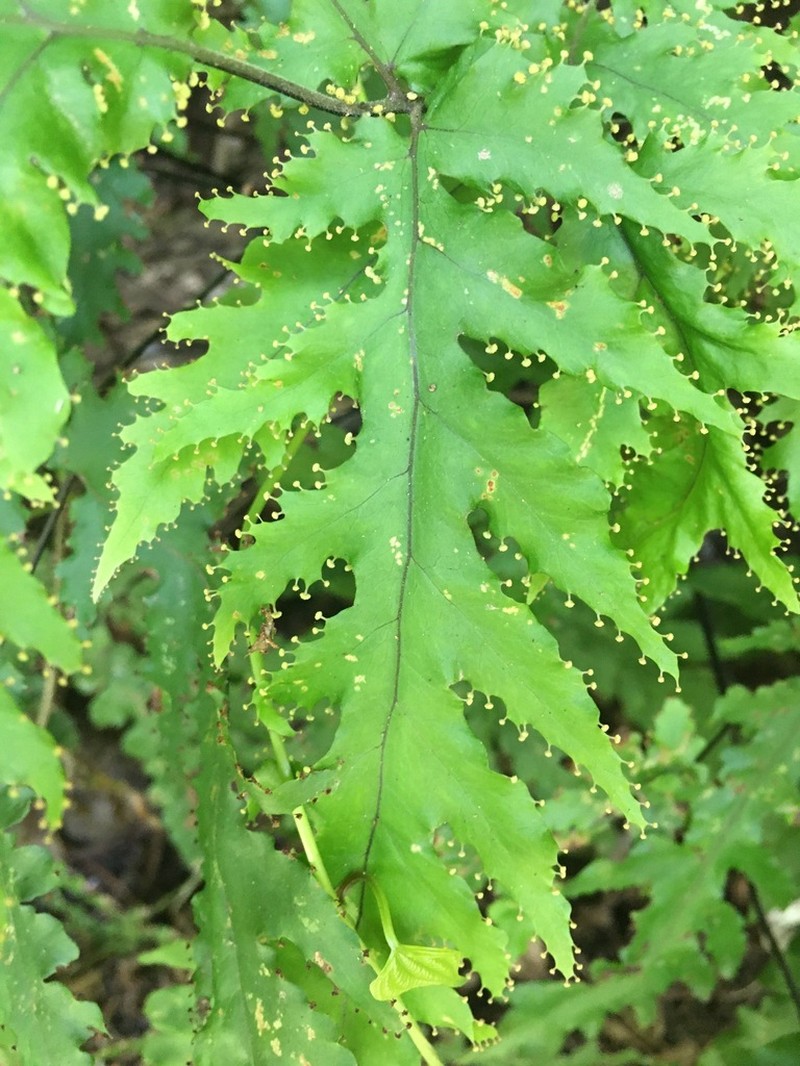 Tectaria moorei photo 3