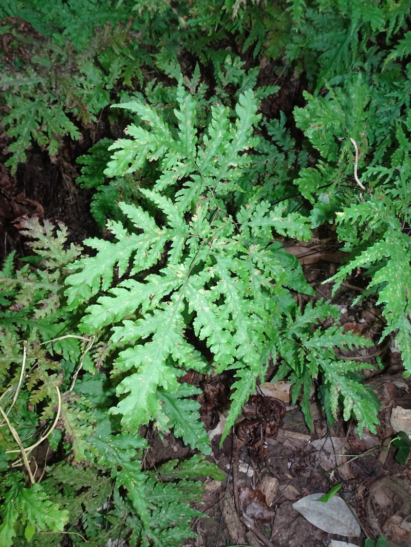 Tectaria moorei photo 5