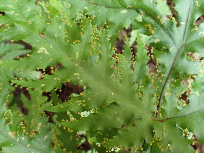 Tectaria moorei photo 6