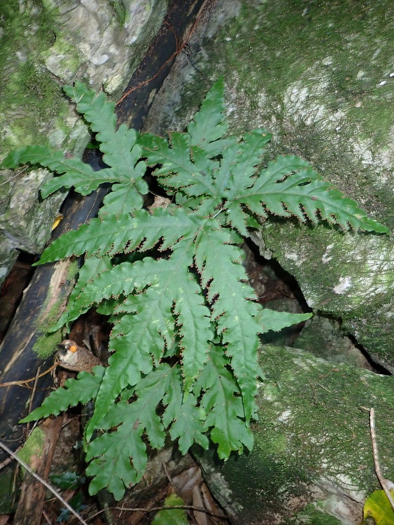 Tectaria moorei photo 7
