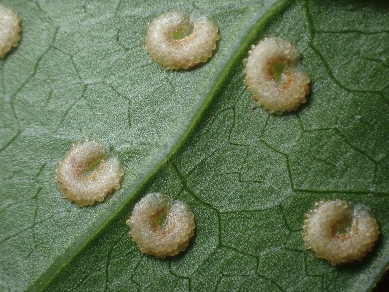 Tectaria moranii