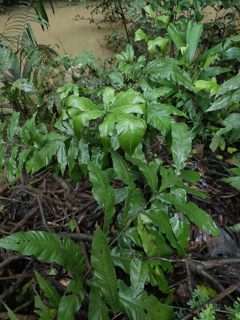 Tectaria moranii photo 2