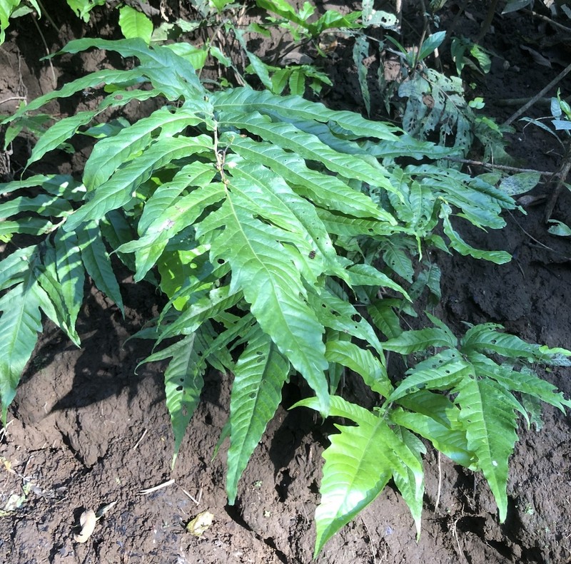 Tectaria moranii photo 3