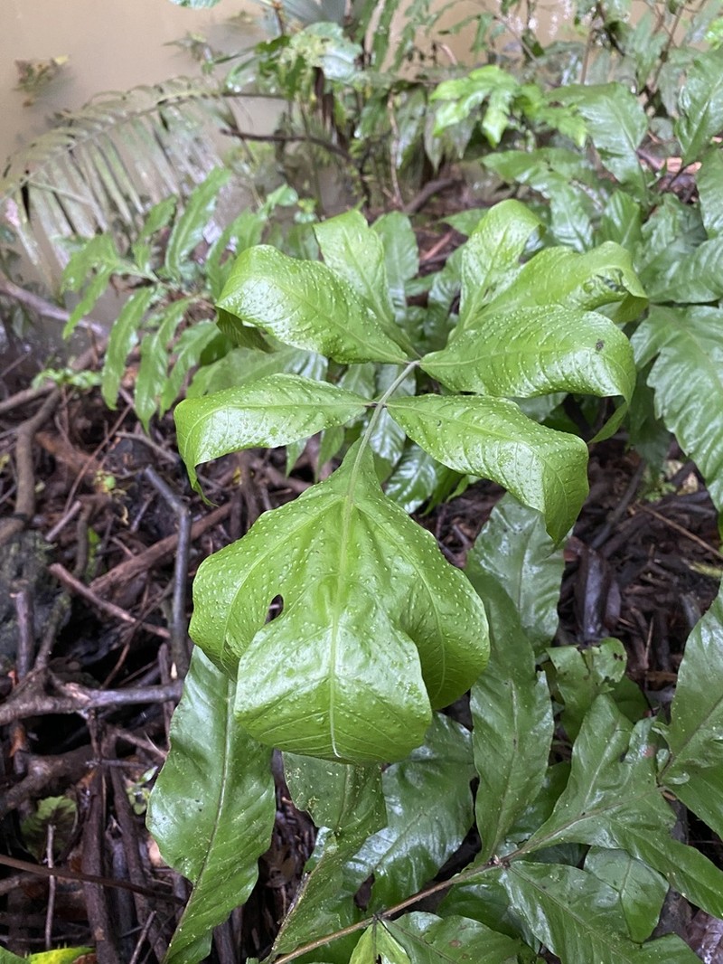 Tectaria moranii photo 4