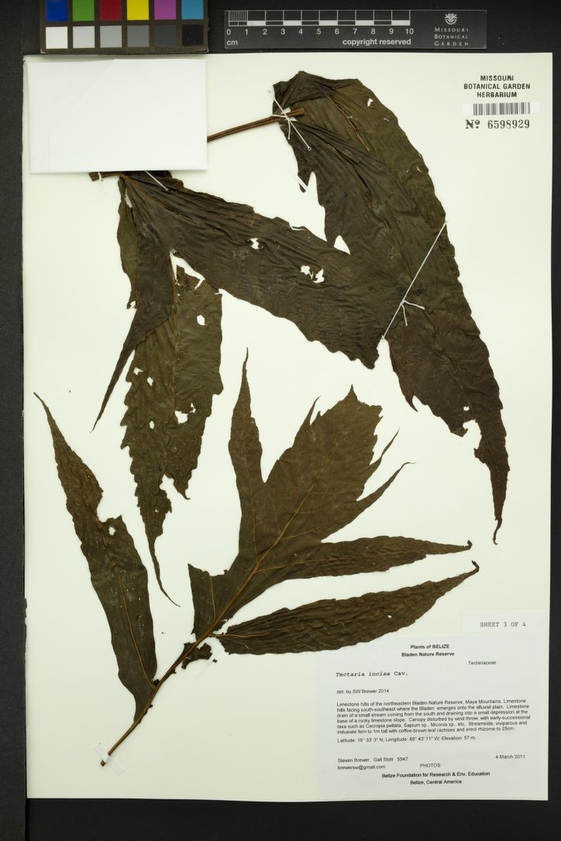 Tectaria moranii photo 6