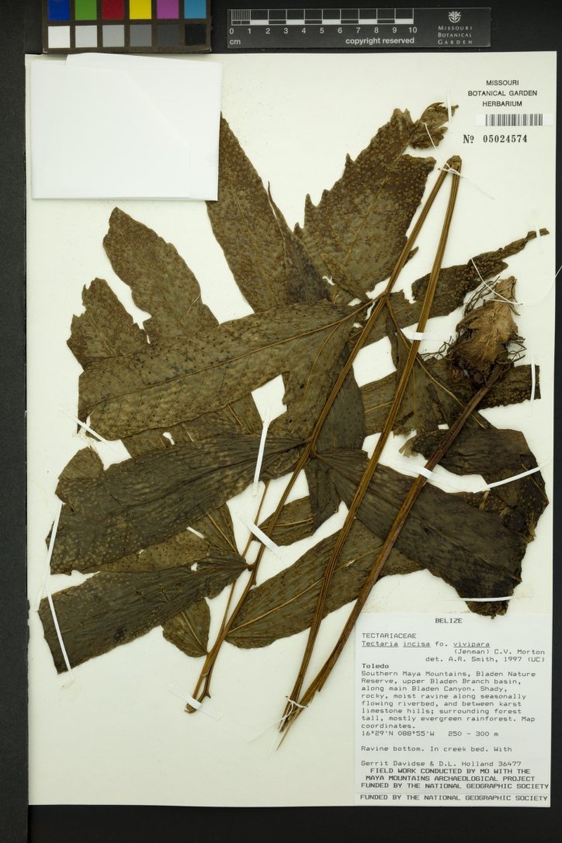 Tectaria moranii photo 7