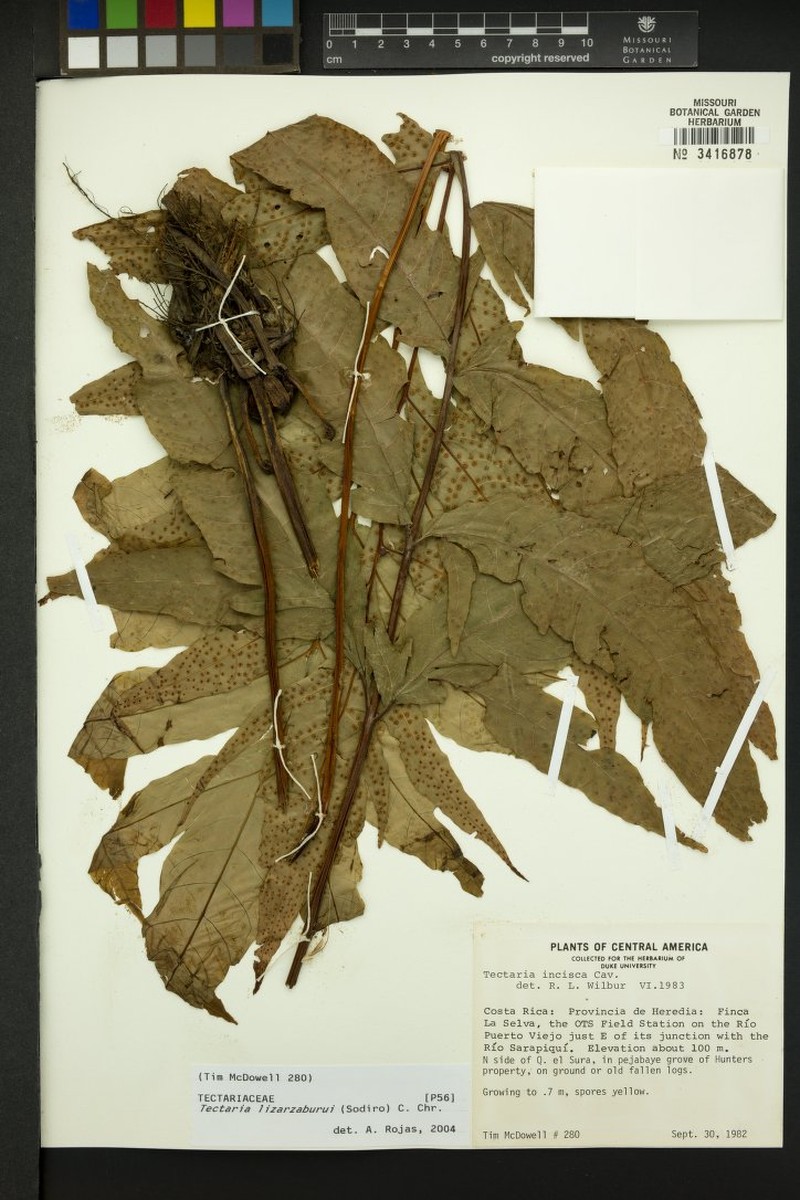 Tectaria moranii photo 8