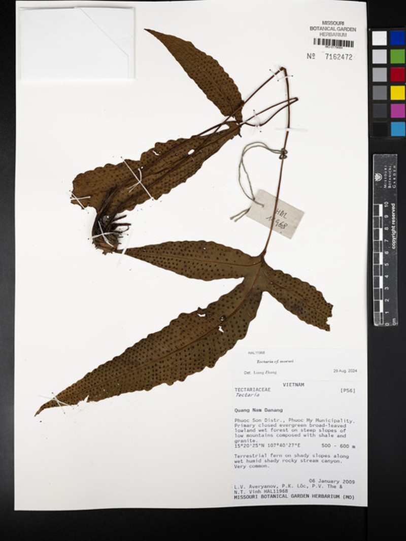 Tectaria morlae