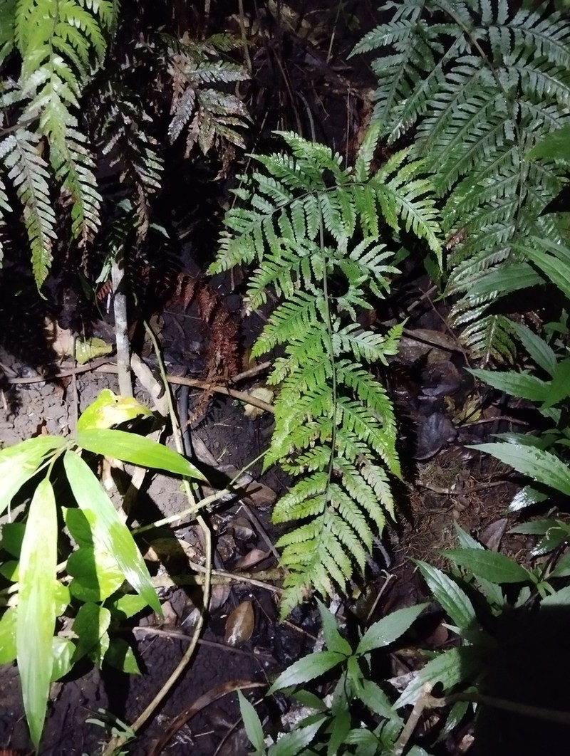 Tectaria moussetii