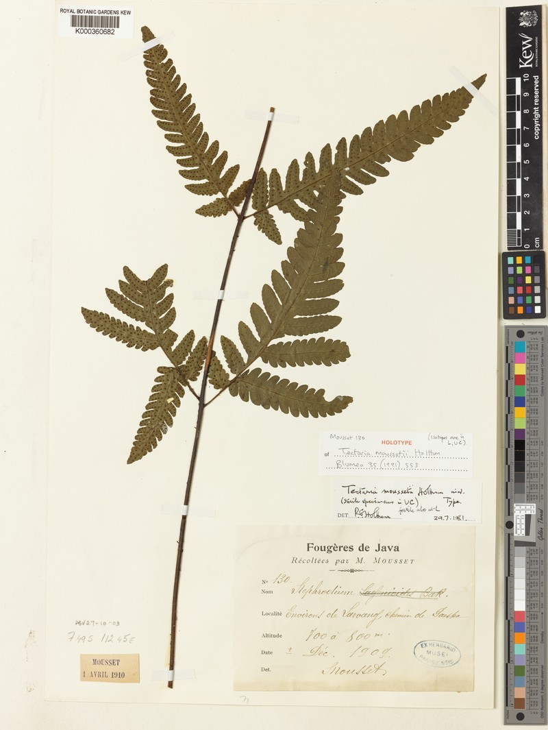 Tectaria moussetii photo 2