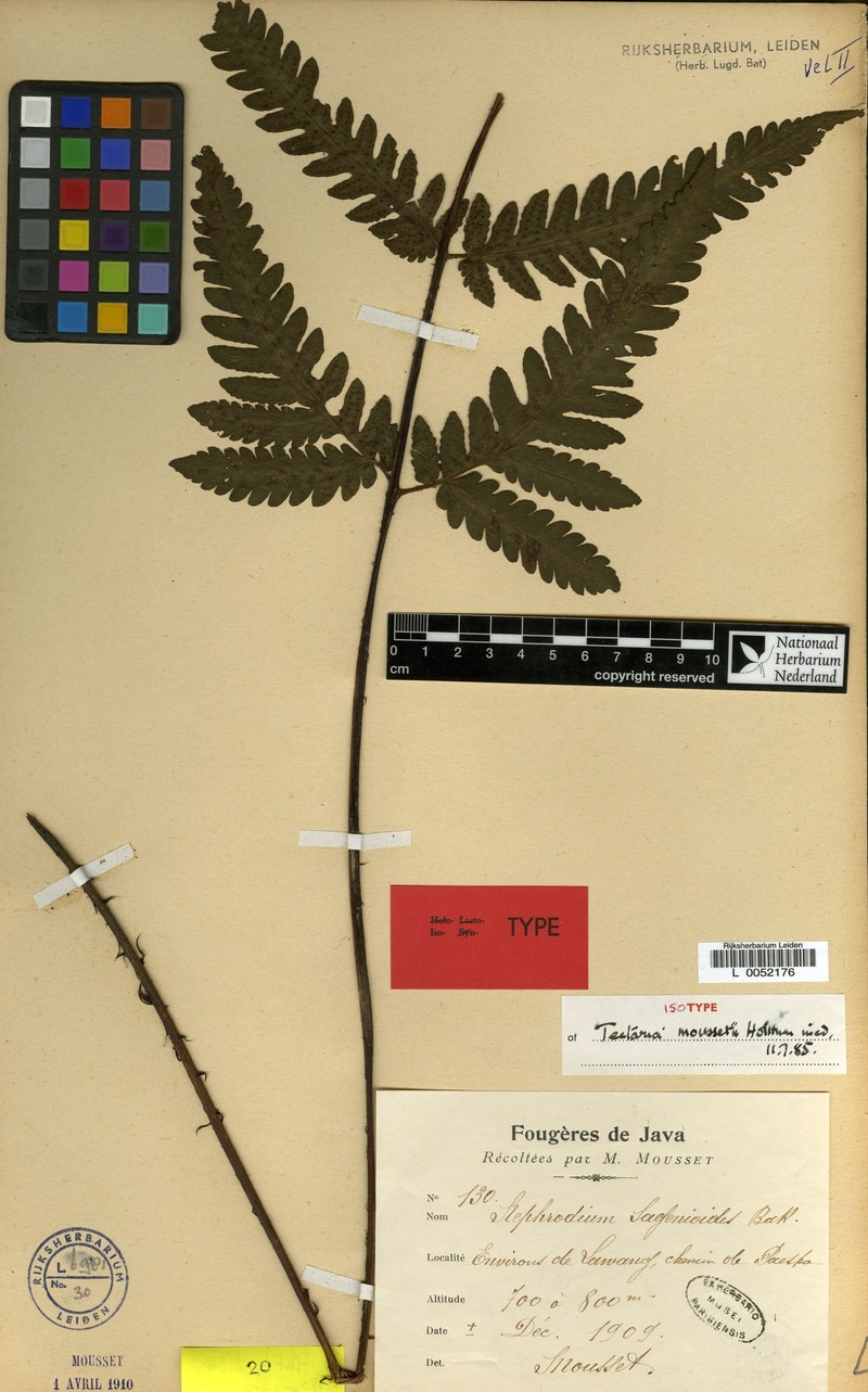 Tectaria moussetii photo 3
