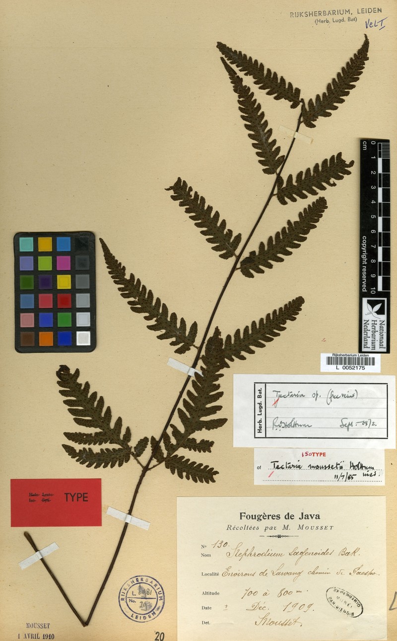 Tectaria moussetii photo 4