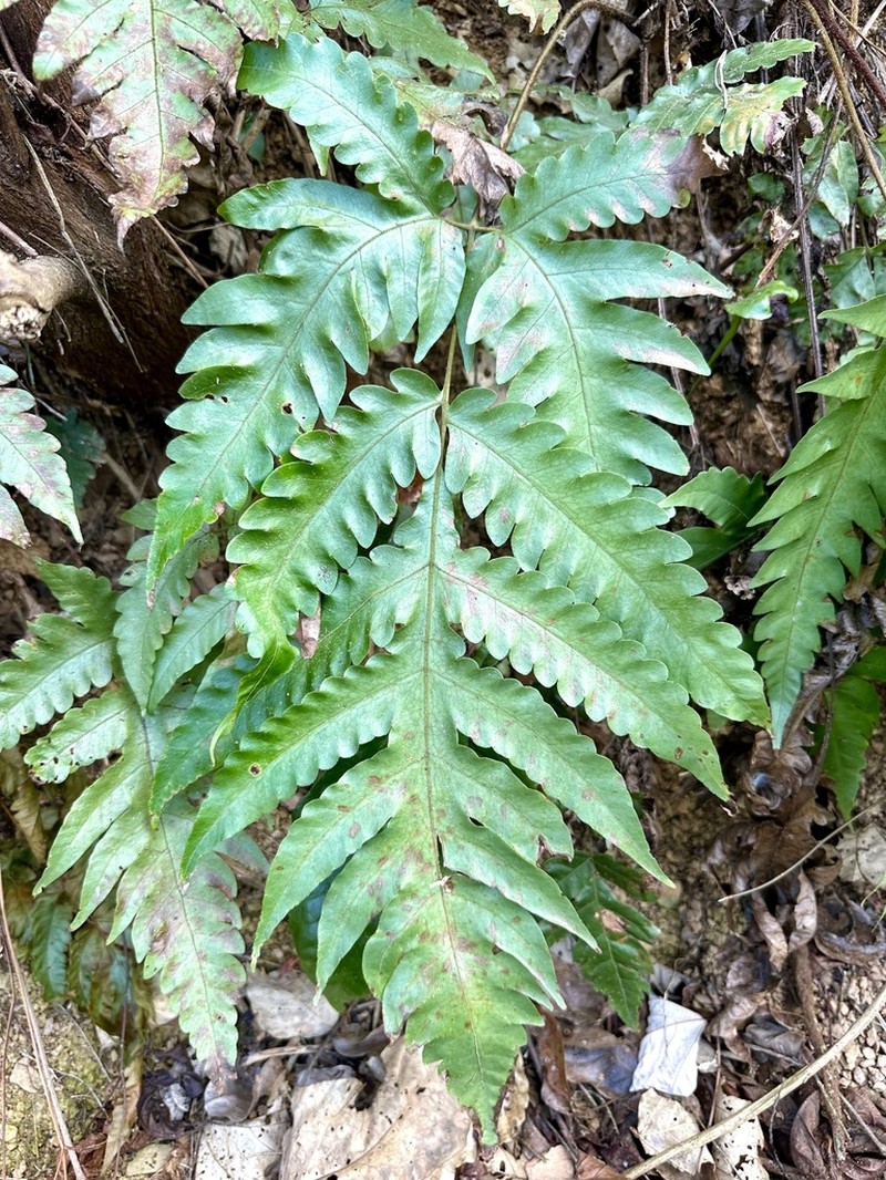 Tectaria multicaudata