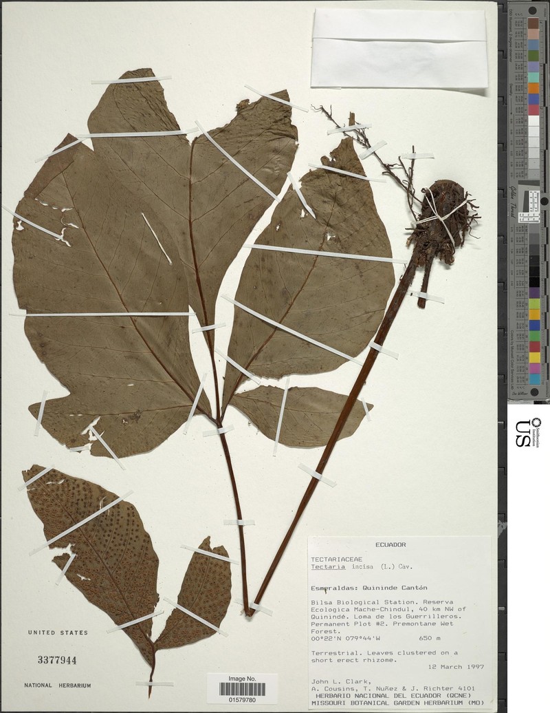 Tectaria murilloana